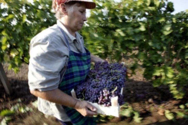 Украину ожидает хороший урожай винограда