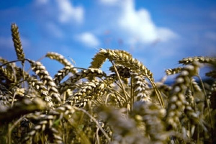 Мировое производство пшеницы сократилось на 34 млн. тонн