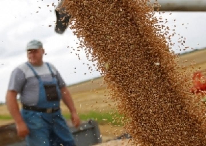 Харьковские фермеры продали зерна на 100 миллионов 