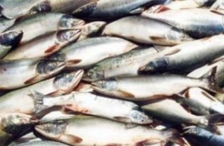 Общее мировое производство рыбы достигло 154 млн. тонн в 2011 году
