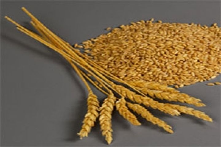 Армения к 2017 году сможет произвести 5500 тонн элитарных семян пшеницы