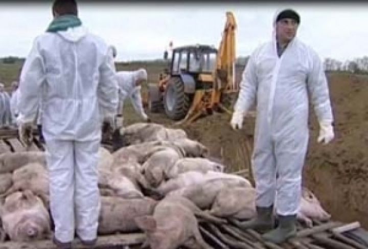 АЧС уничтожает свинофермы на Кубани