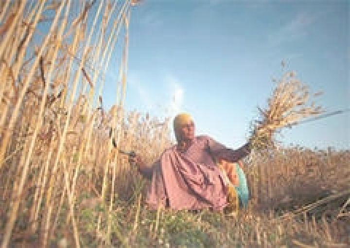 Индия демпингует на фоне рекордных запасов пшеницы