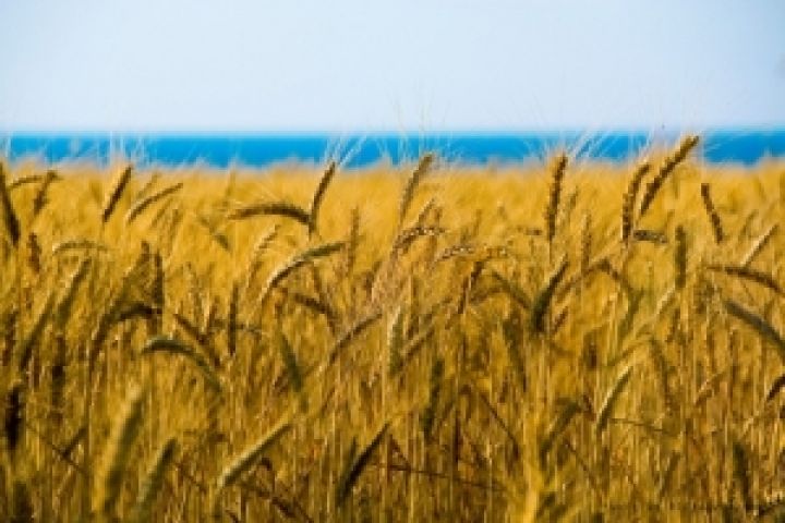 Мировые цены на пшеницу падают