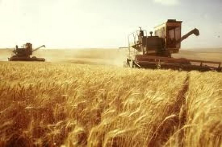 Россия экспортирует некачественное зерно