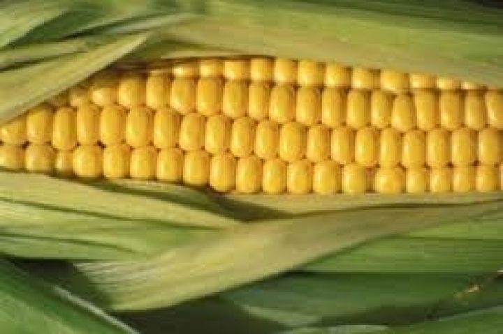 Бразилия резко увеличила экспорт кукурузы 