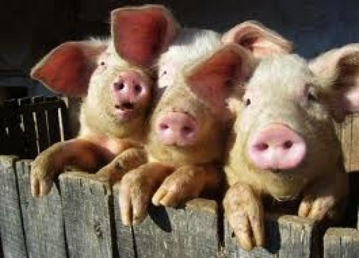 Через АЧС на Кубани закроют свинофермы 