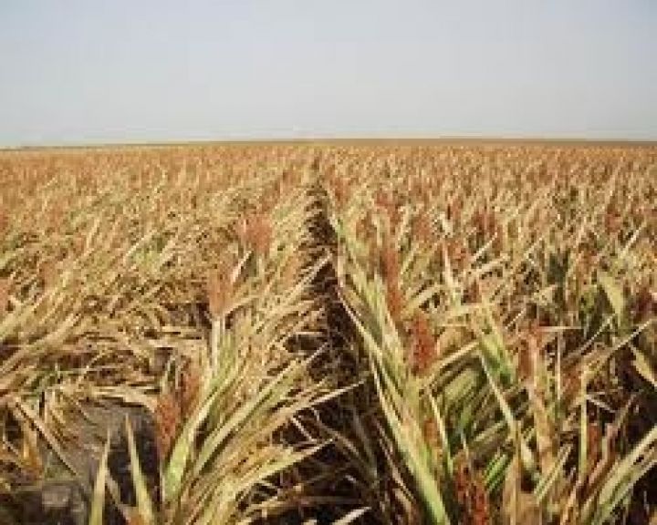 Засуха нанесла Молдавии ущерб на сумму 200 млн долларов