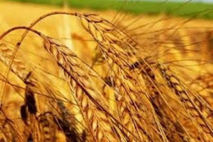 Марокко интересуется украинской пшеницей