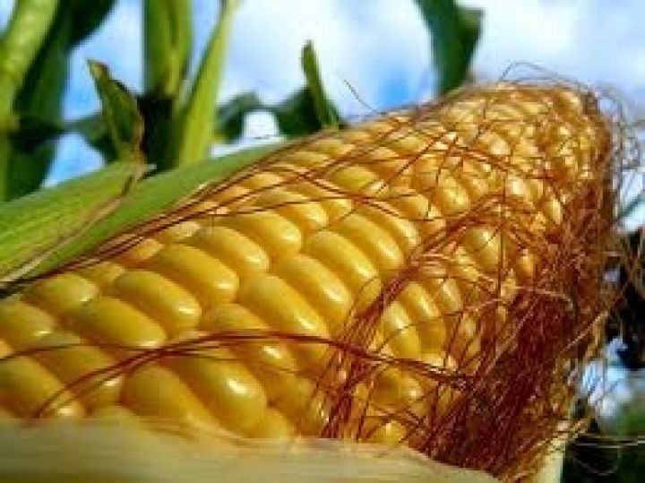 Мировое производство кукурузы в 2012 г. сократится — Informa Economics 