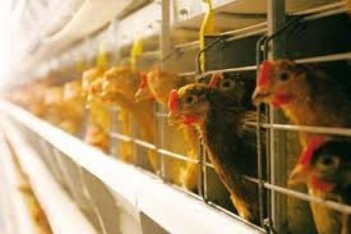 Украина экспортирует 100 тыс. тонн курятины в страны Таможенного союза