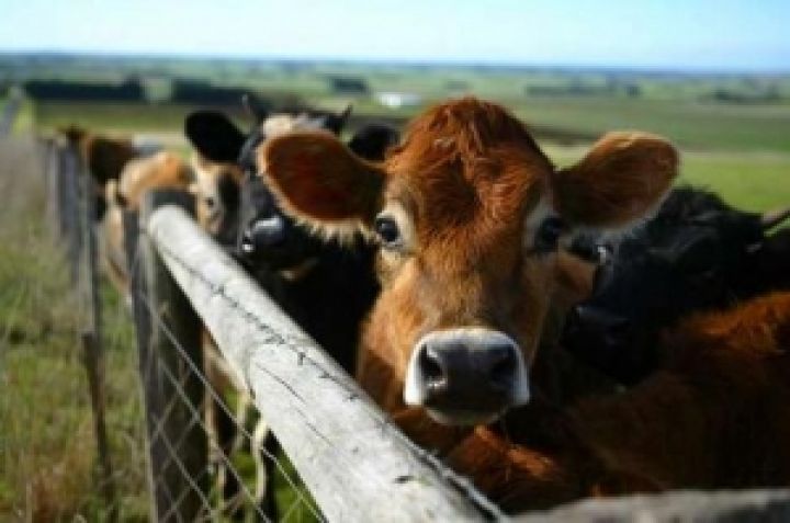Подсолнечник и кукуруза идут на экспорт, а скот кормить нечем