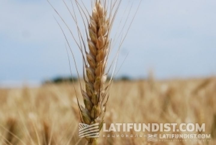Украина может ограничить экспорт пшеницы в 2013 году