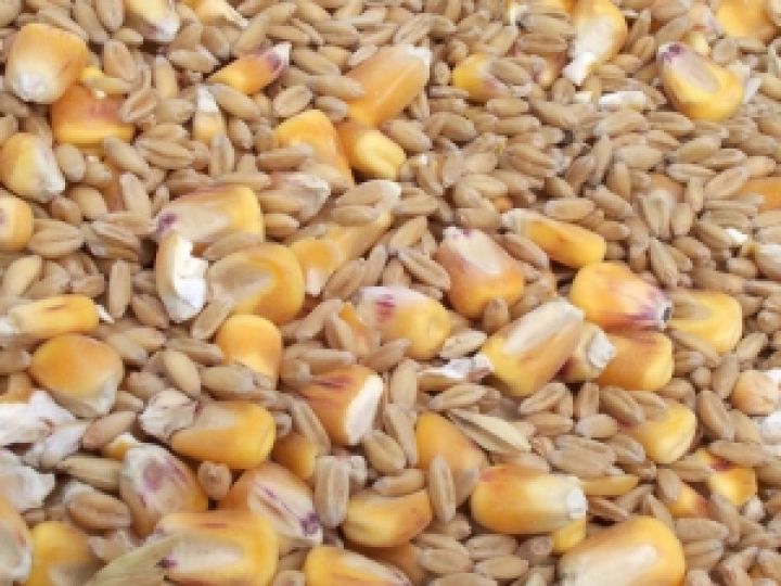 ФАО снизила прогнозы мирового производства зерновых