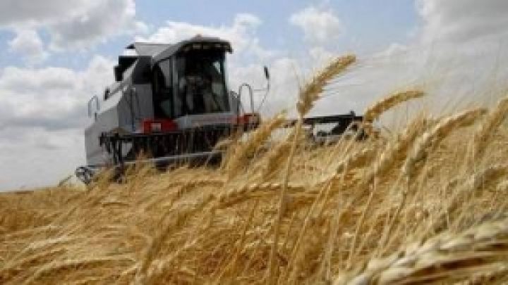 Урожай пшеницы в Украине в 2012 году снизится на треть