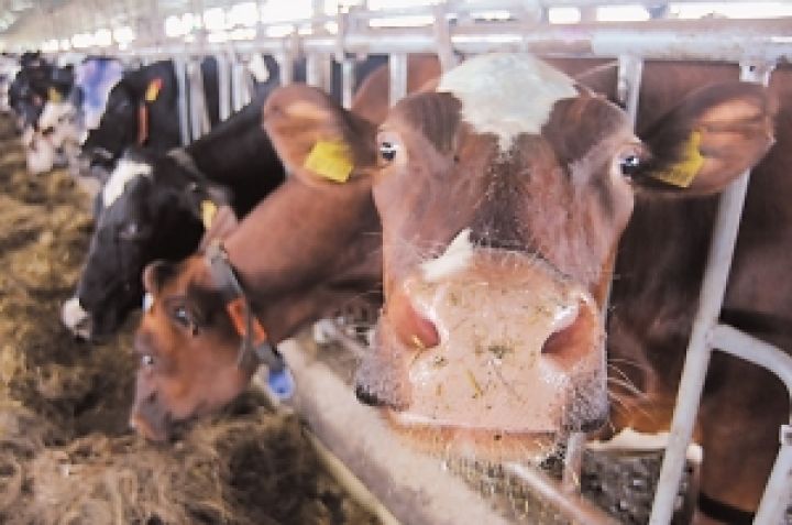 Минагпропрод может лишить производителей молока дотаций