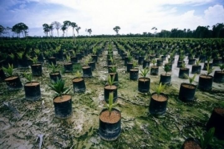 Малайзия наращивает запасы пальмового масла
