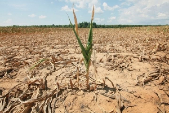 Украине угрожают сильные засухи