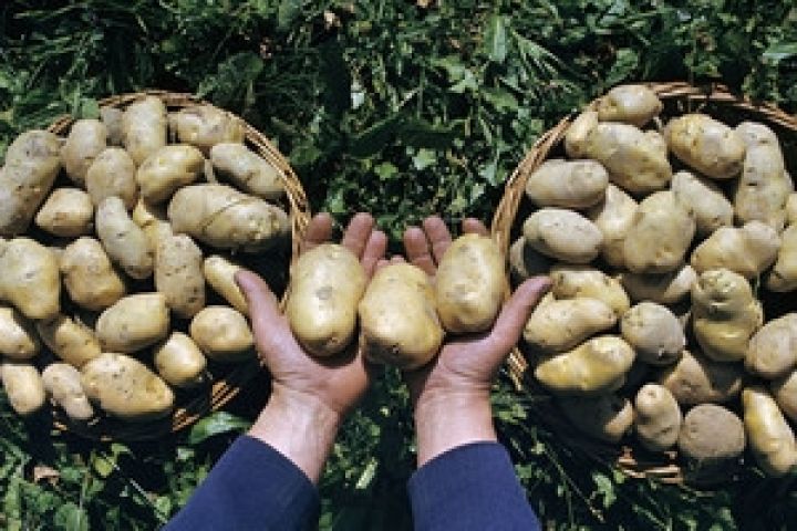 Украинские фермеры обещают переизбыток картофеля и овощей