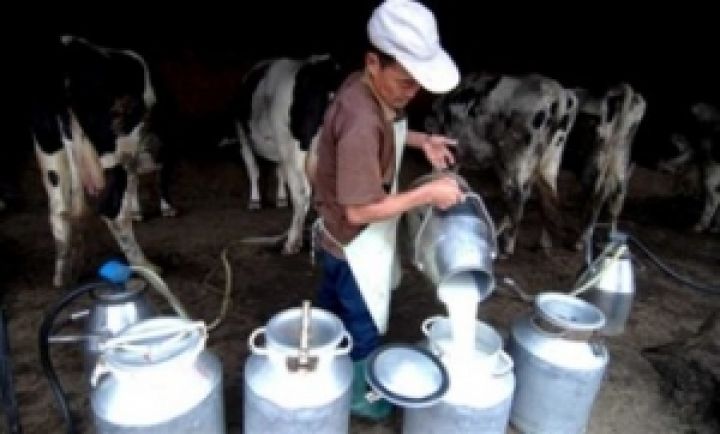 Фермер рассказал, какой должна быть закупочная цена молока 