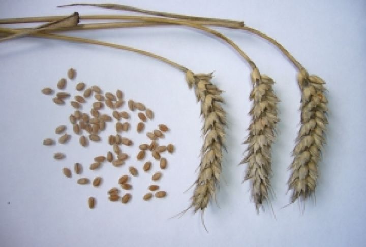 Утвержден порядок господдержки при страховании озимой пшеницы. До 15 сентября нужно подать заявку!