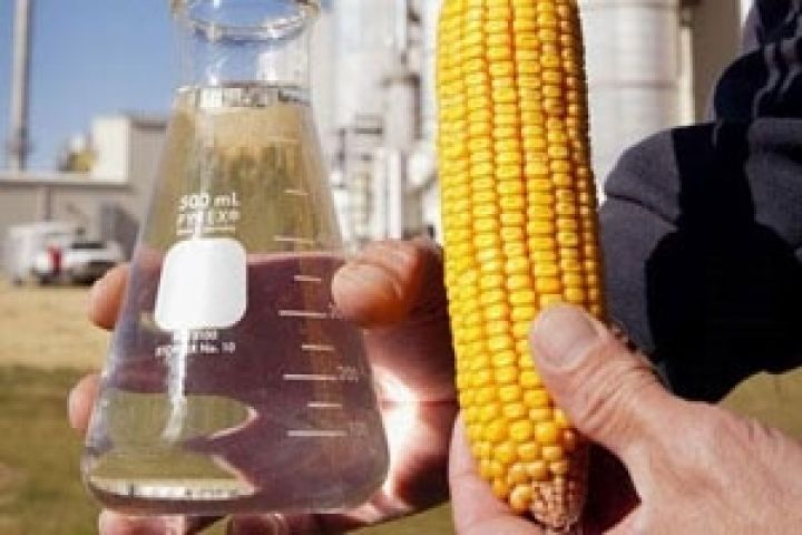 ЕС ограничит использование зерновых культур для производства биотоплива?