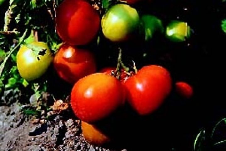 Цены на томаты в Израиле достигли исторического максимума