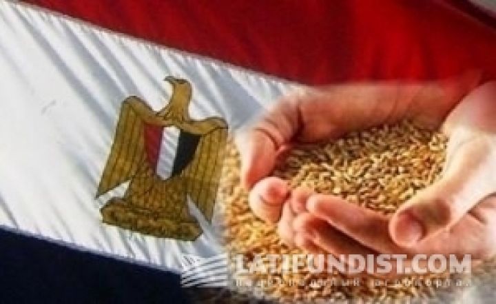 Египет в четвертый раз закупает украинское зерно