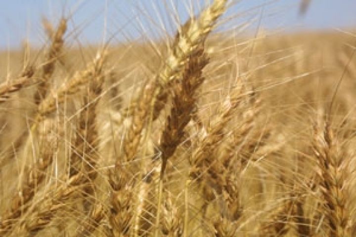 USDA понизил мировой прогноз производства пшеницы в 2012/13 МГ