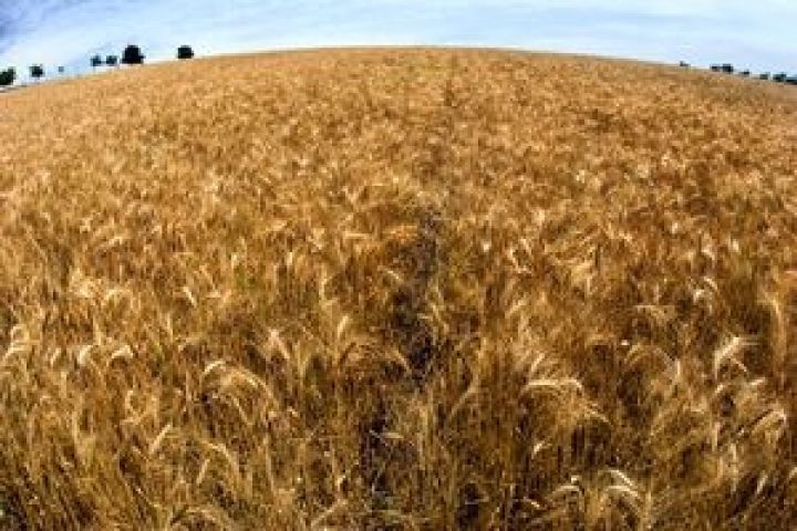 Минсельхоз США снизил прогноз производства пшеницы в России