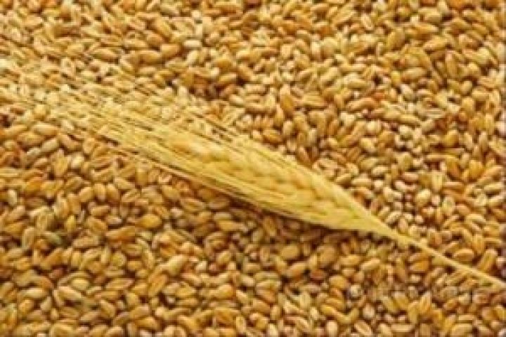 В ЕС и США цены на пшеницу продолжают падать 