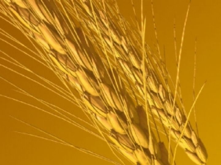 Египет объявил очередной тендер на закупку пшеницы