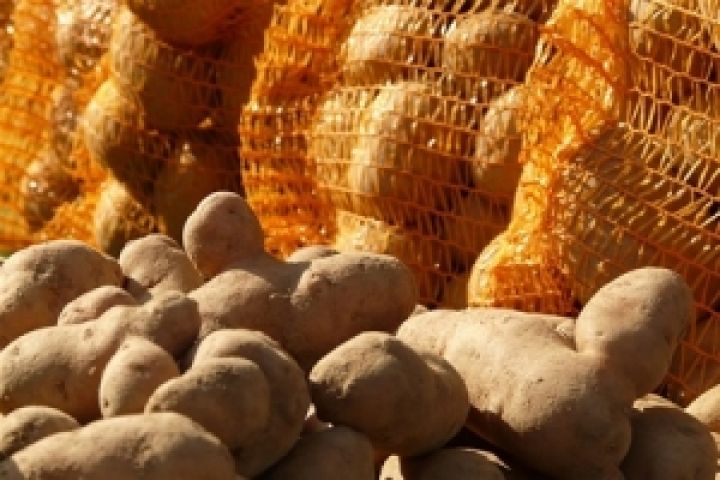 Украинский картофель не пропустили в Россию