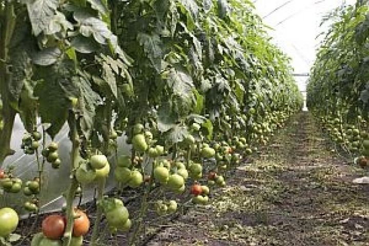 Италия потеряла 35% урожая томатов 