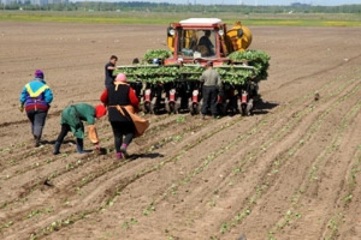 Россия. Законопроект о налоговых льготах для сельхозпроизводителей принят во втором чтении