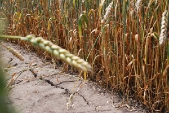 В Казахстане погибли от засухи 1,5 млн га сельхозугодий