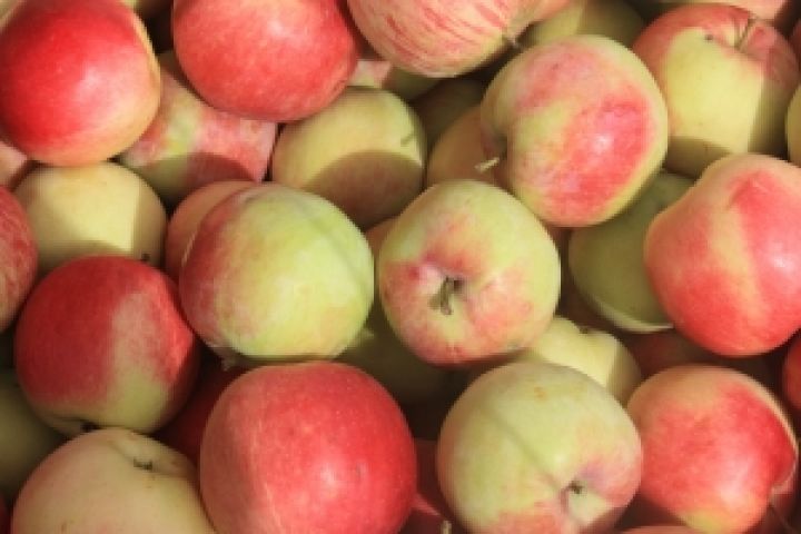 В Казахстане будут выращивать итальянские яблоки