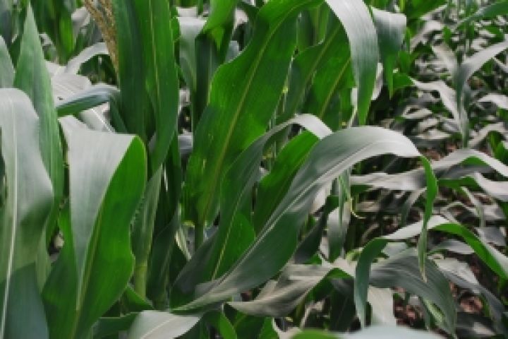 Кукуруза сбила цены на пшеницу США