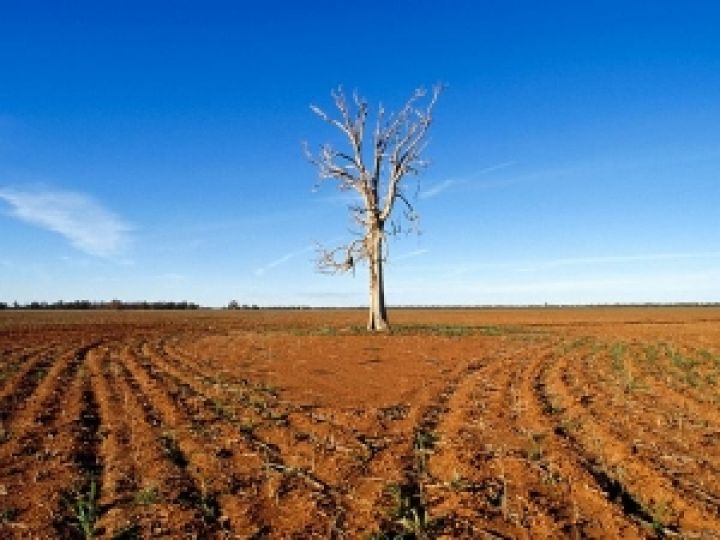 Румыния. Засуха нанесла ущерб сельскому хозяйству в 800 млн евро