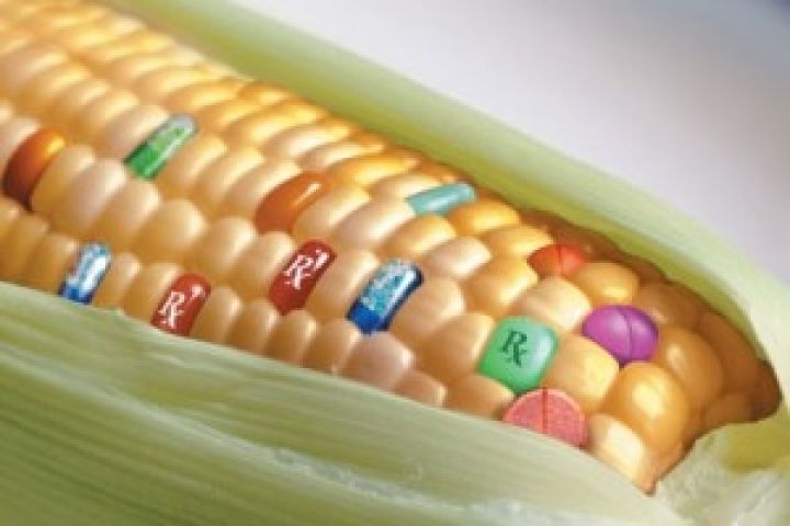Франция отказывается выращивать ГМО