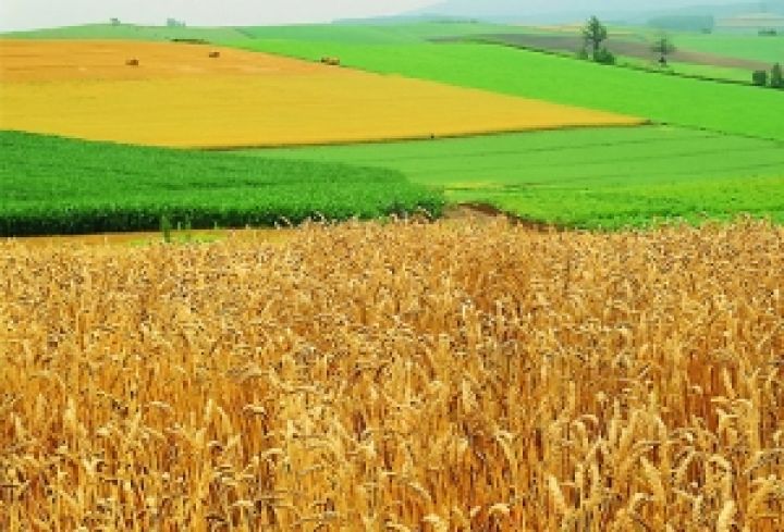 Юрлиц могут лишить права получать в наследство земли сельхозназначения