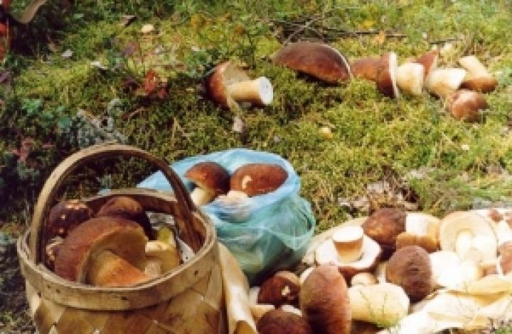 В Украине рекордный урожай грибов