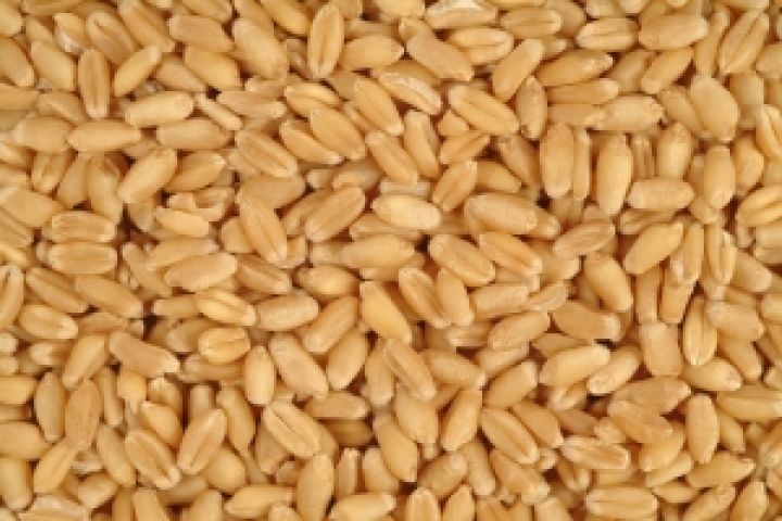 Азербайджан наращивает производство зерна	