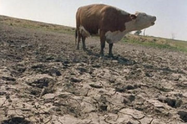 Минсельхоз России оценивает ущерб аграриев от засухи в 12 млрд руб.