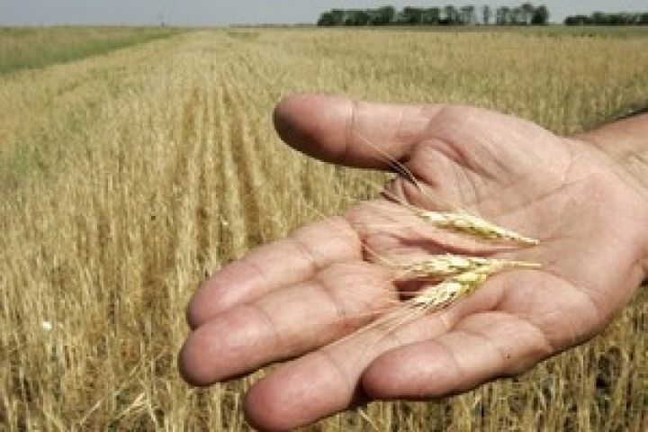 В конце недели котировки пшеницы в мире продолжили рост 