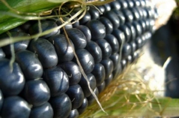 В мире становится популярной синяя кукуруза 