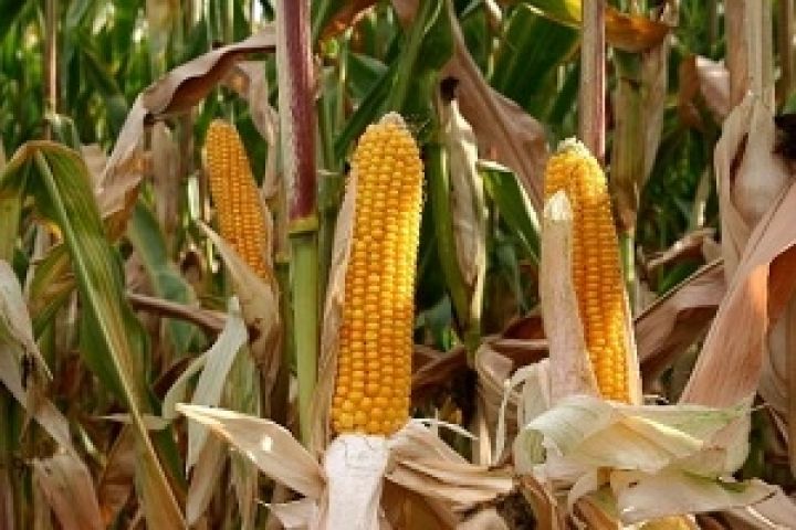 Южная Африка. Котировки на кукурузу снижаются шестую неделю подряд
