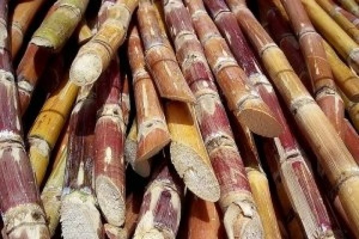 В Китае ожидается рекордный урожай сахарного тростника 