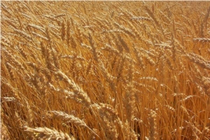 70% пшеницы Болгария планирует сбыть на внешних рынках 