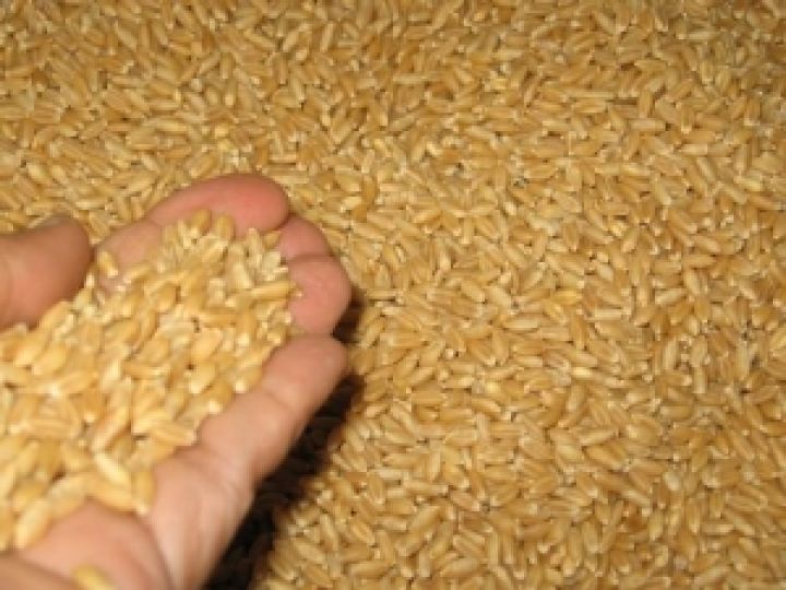 Производство пшеницы в Великобритании может снизиться до 20-летнего минимума.